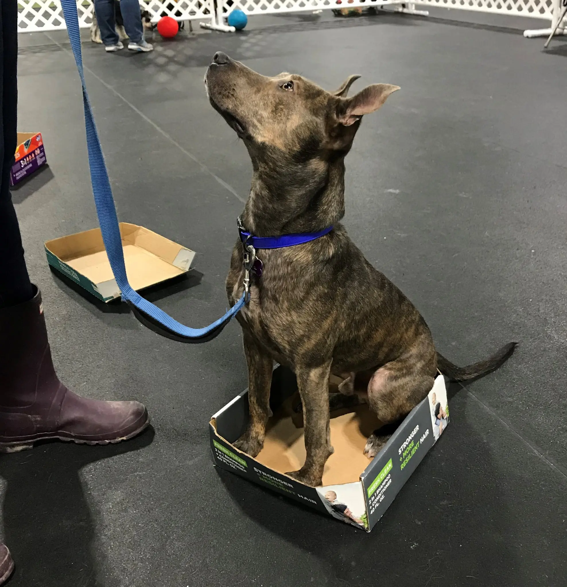 Brindle dog attentively sitting in a training class cardboard box