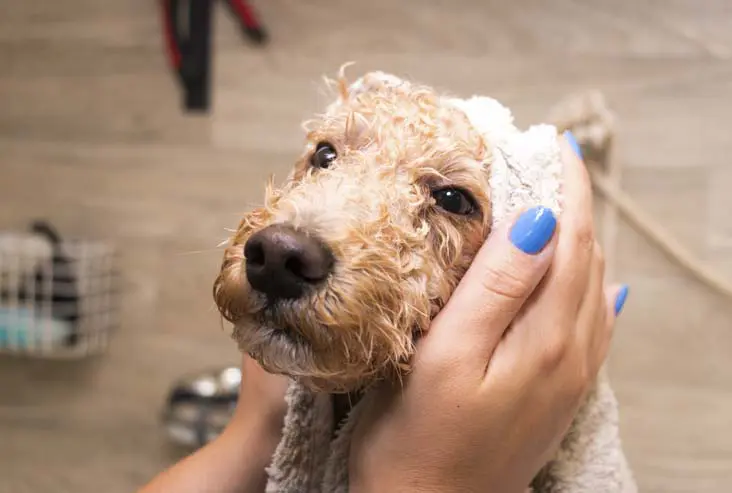 Getting a bath !