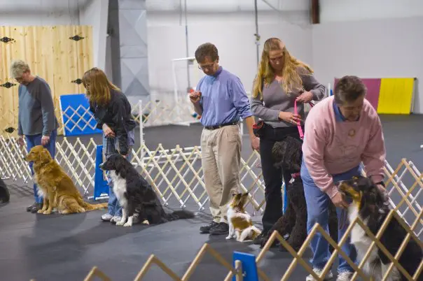 Dog training class with handlers and seated dogs learning obedience skills