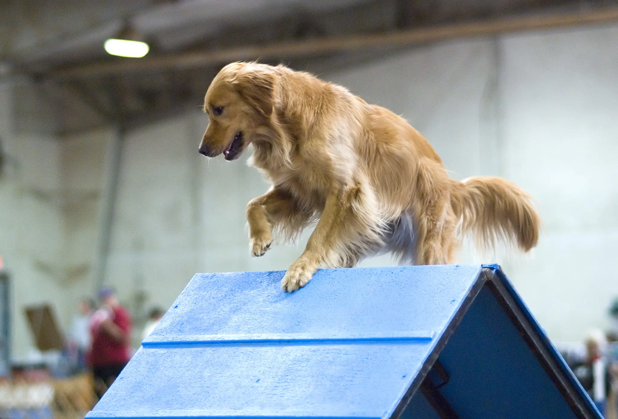 Advanced_Agility_Class