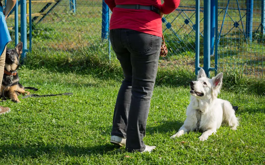 German spitz dog on a dog training course