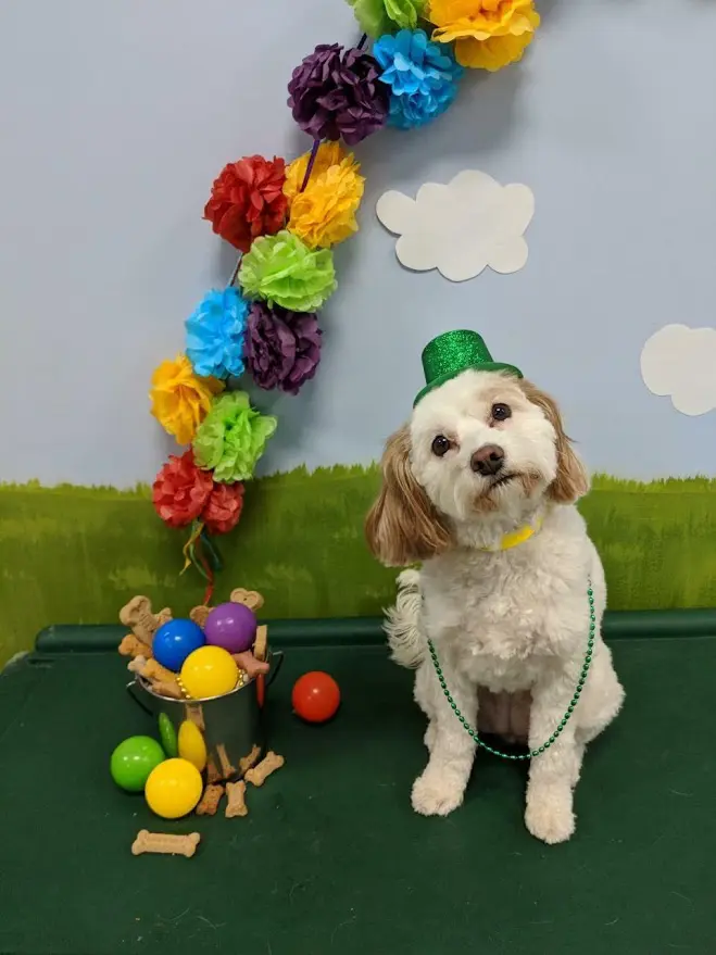 Dog posing for picture with st patricks hat