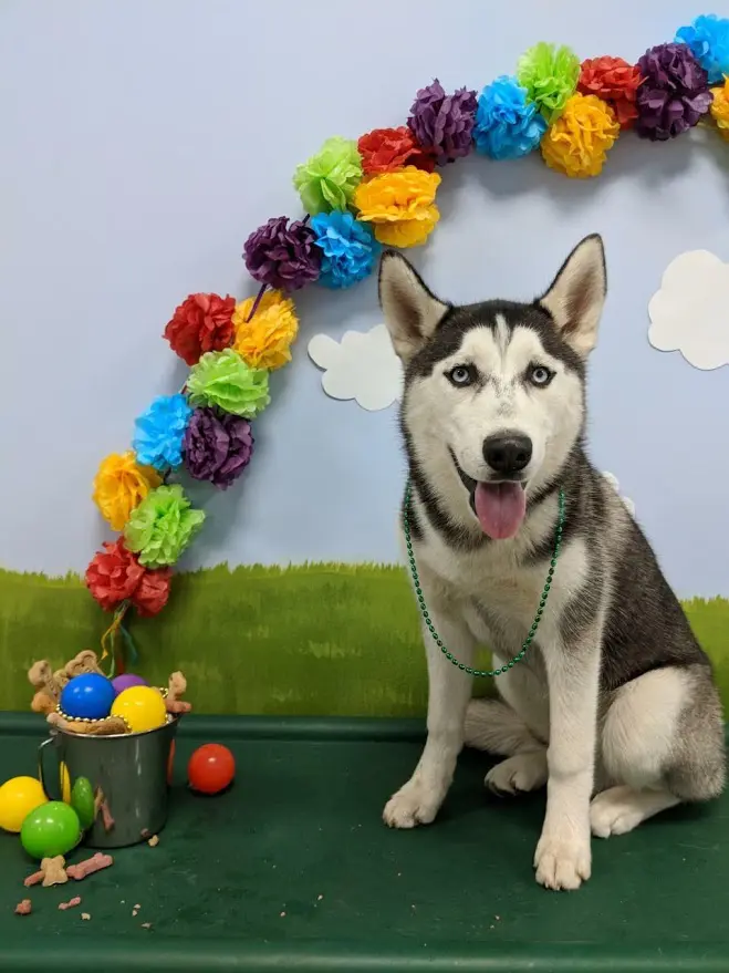 Dog posing for picture