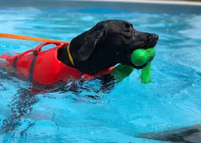 Black Labrador wearing red life vest retrieving green toy in pool