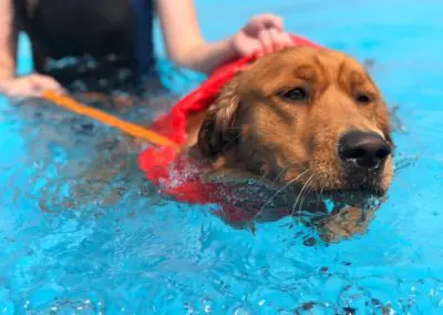 Golden retriever wearing red life jacket swimming in bright blue pool