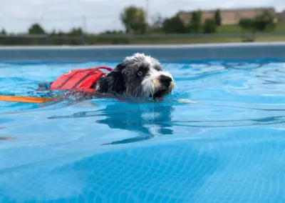 Black-and-white dog wearing red life jacket swimming in bright blue pool