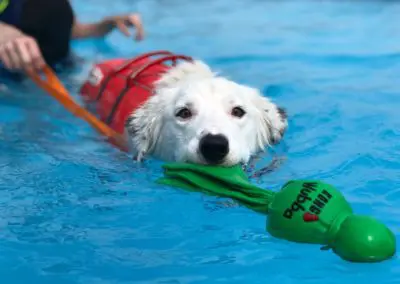Woman guiding white dog wearing life vest as it swims toward green toy