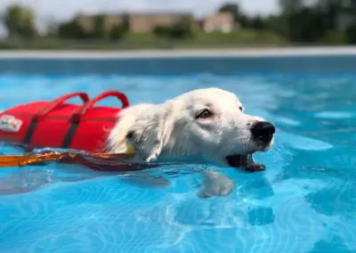 White dog wearing red life jacket swimming in a bright blue pool