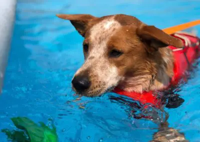 Dog wearing red life vest swimming in bright blue pool