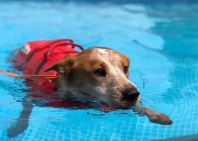 Dog wearing red life vest swimming in bright blue pool