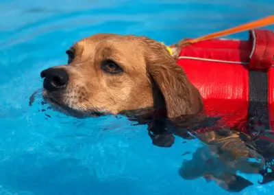 Yellow Labrador wearing red life jacket