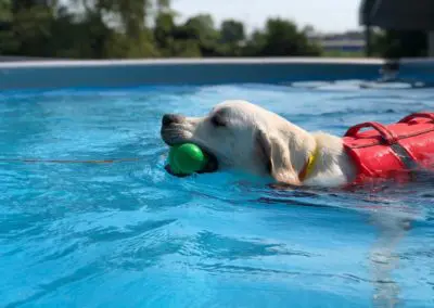 Yellow Labrador wearing red life jacket swimming toward green toy in pool