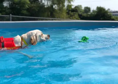 Yellow Labrador wearing red life jacket swimming toward green toy in pool
