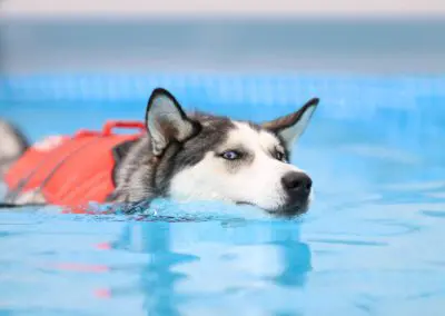 Husky wearing orange life vest swimming in bright blue pool