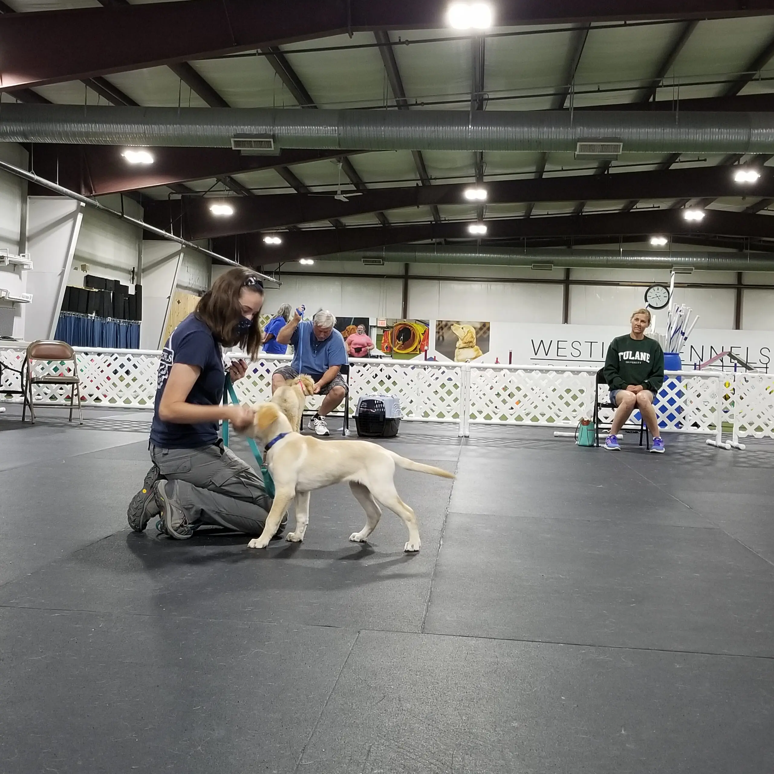 handler kneeling training playful lab puppy in indoor obedience class