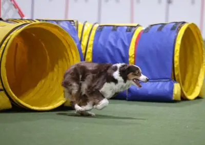 Australian shepherd mid-jump toward agility tunnel during kennel training