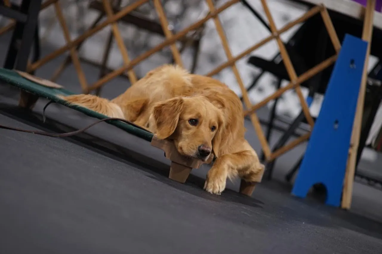 dog resting