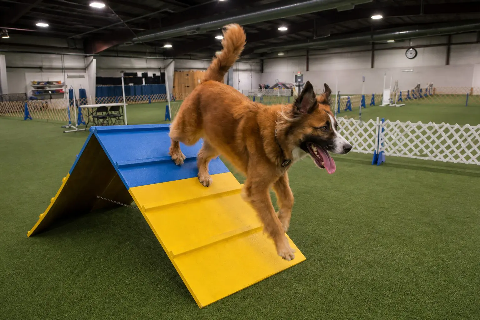 Dog running down a ramp