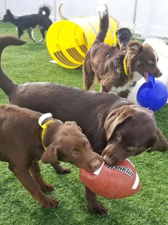 Dogs playing with a football