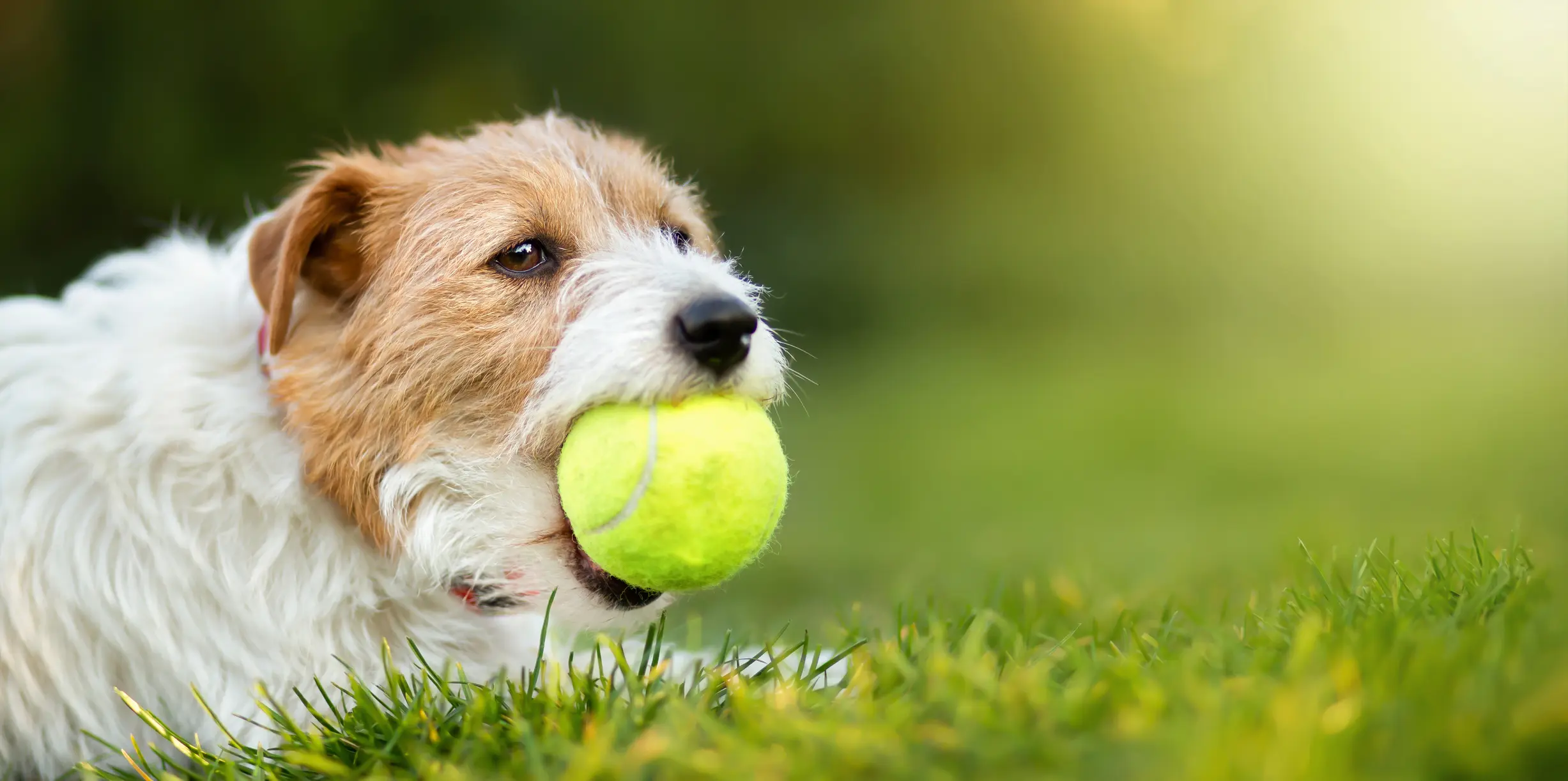 Playful dog playing with a toy ball, pet banner with copy space