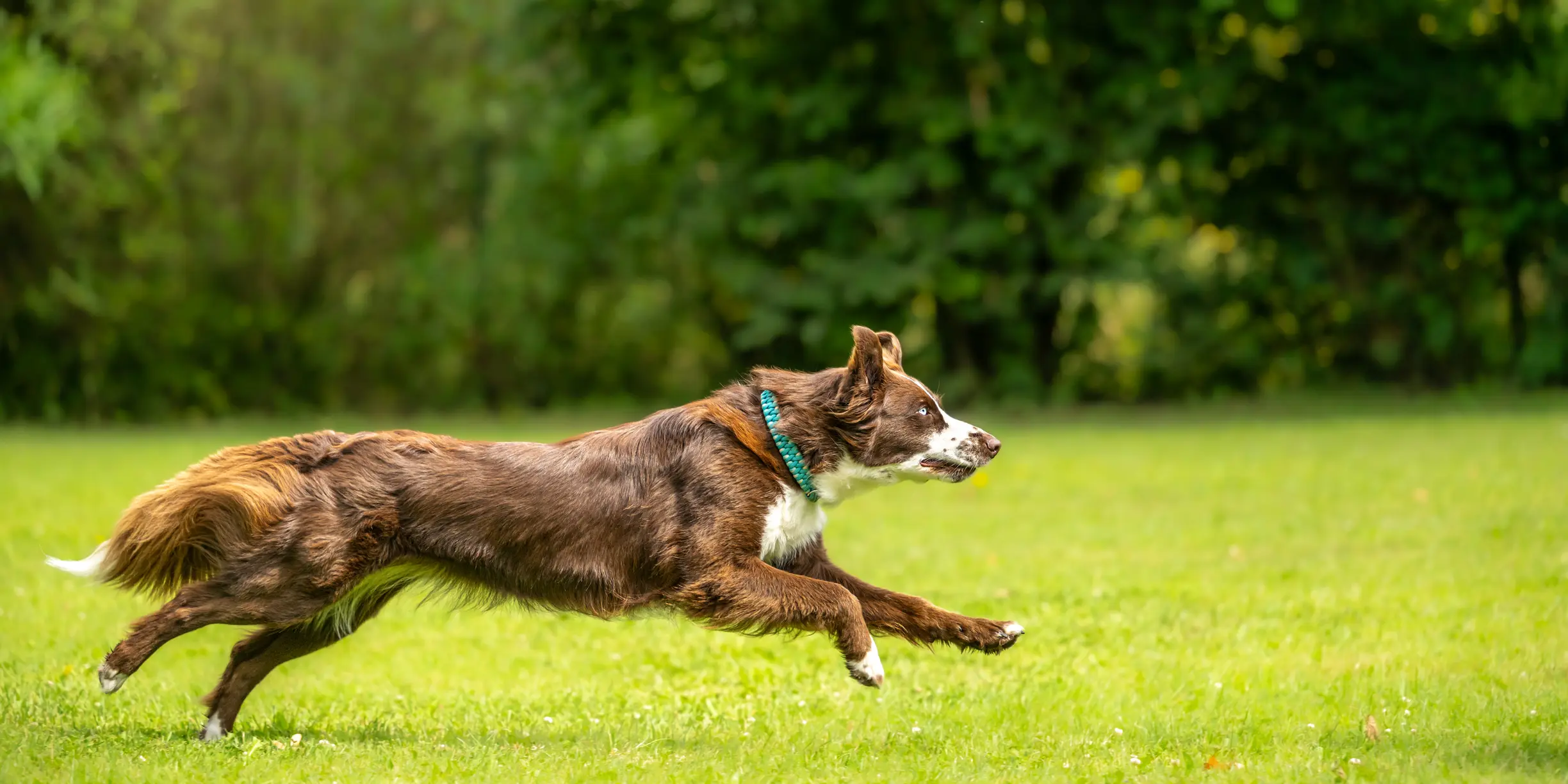 A well motivated, attentive australian shepherd dog is running fast across a meadow in summer, seen from a side view A well motivated, attentive australian shepherd dog is running fast across a meadow in summer, seen from a side view
