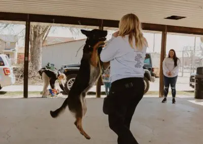 Woman training German shepherd to jump up