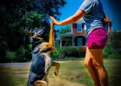 Woman giving a German shepherd a high-five in front yard