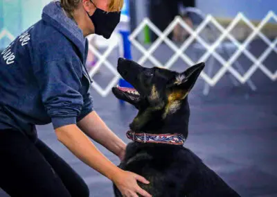 Woman in mask training attentive German shepherd at agility course