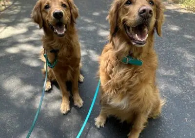 Two happy golden retrievers sitting on a shaded paved trail, teal leashes visible