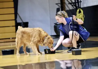 Woman kneels offering treat to golden retriever sniffing training boxes in gym
