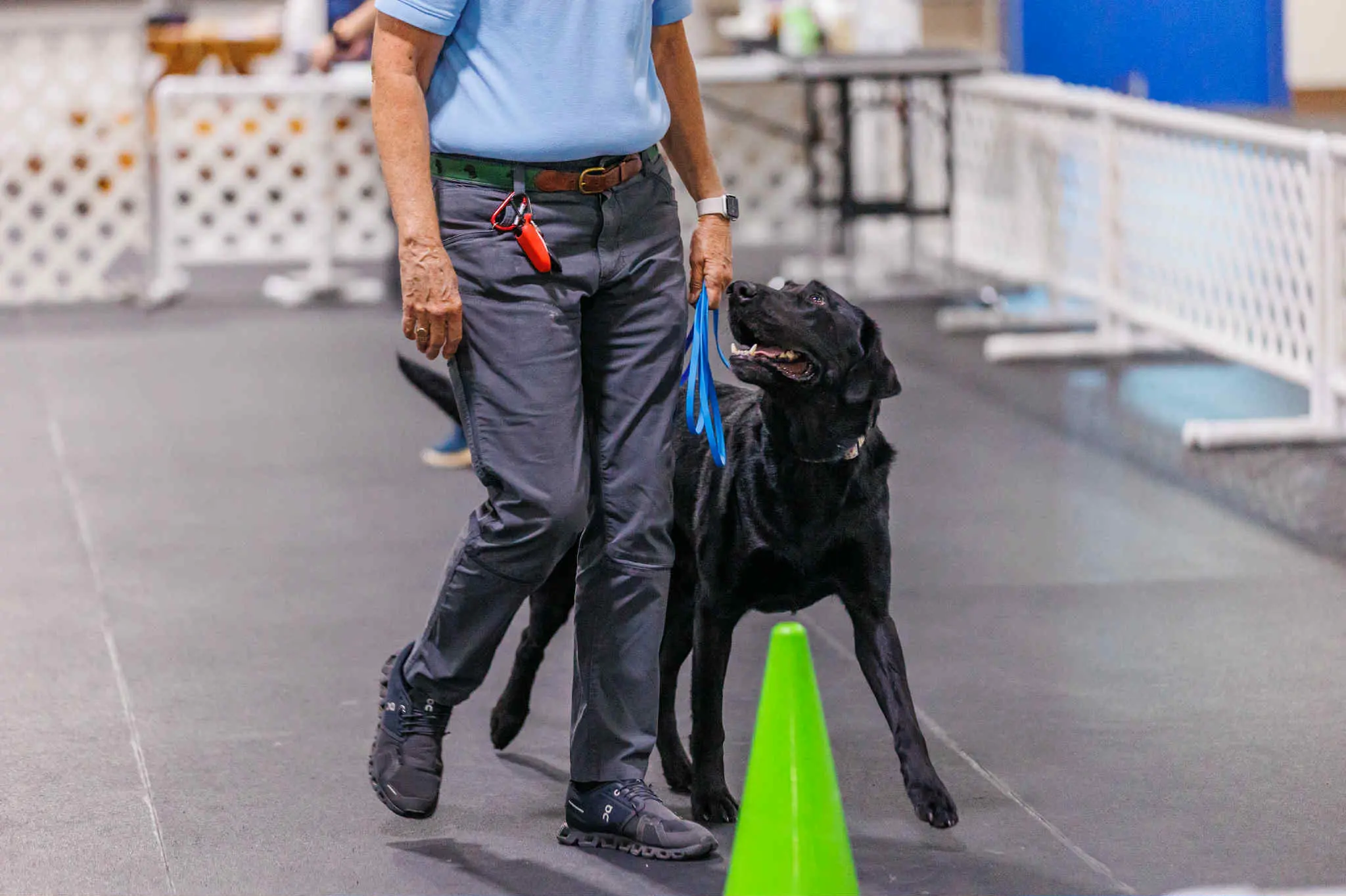 trainer walking black Labrador on leash during indoor dog obedience class