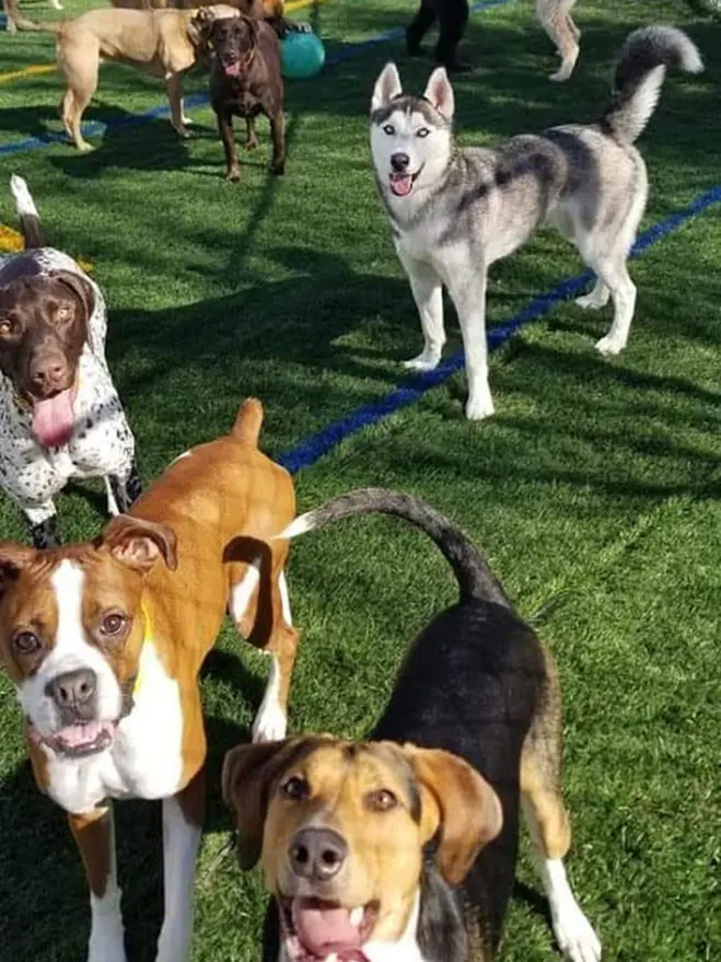 Multiple dogs playing outside
