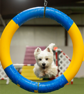 Dog jumping through a ring