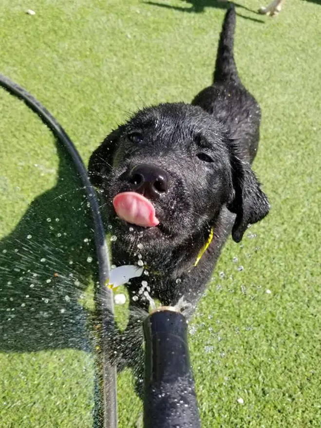 Happy wet dog