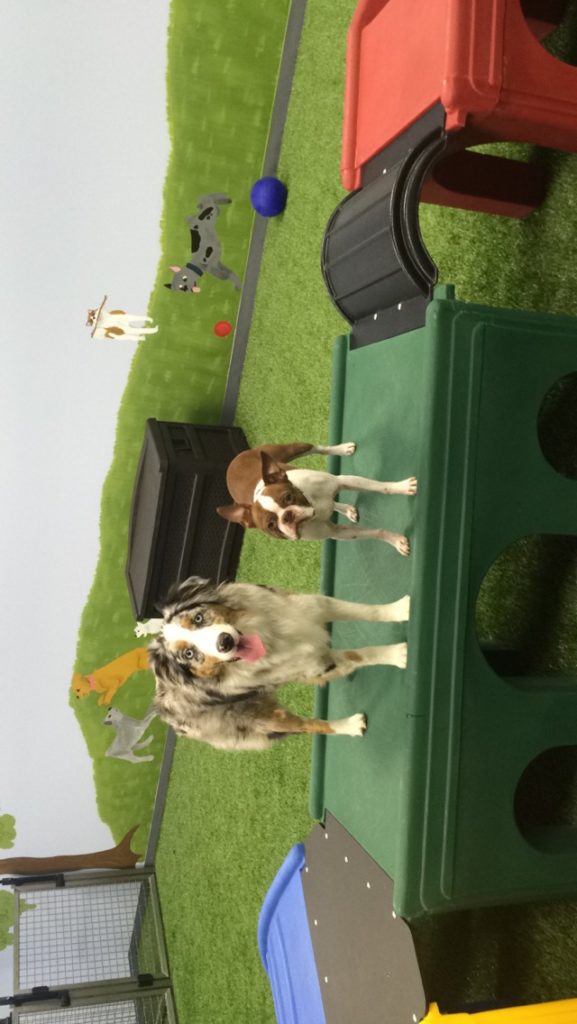 Westinn_Kennels_DayCare(5) WestInn Kennels Missouri