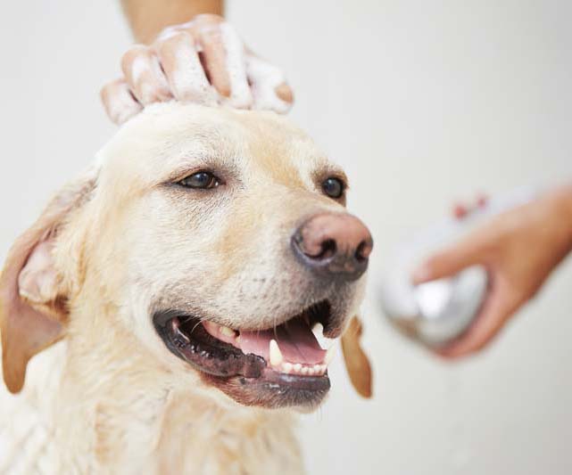 Dog in shower WestInn Kennels Missouri