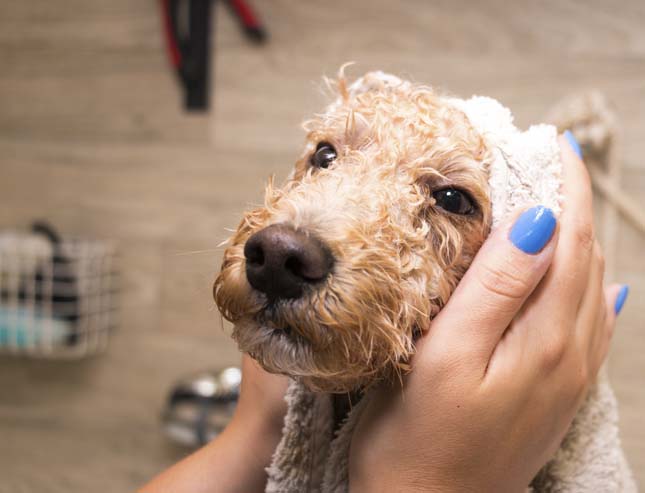 Getting A Bath WestInn Kennels Missouri   IStock 95324109 LARGE Copy 