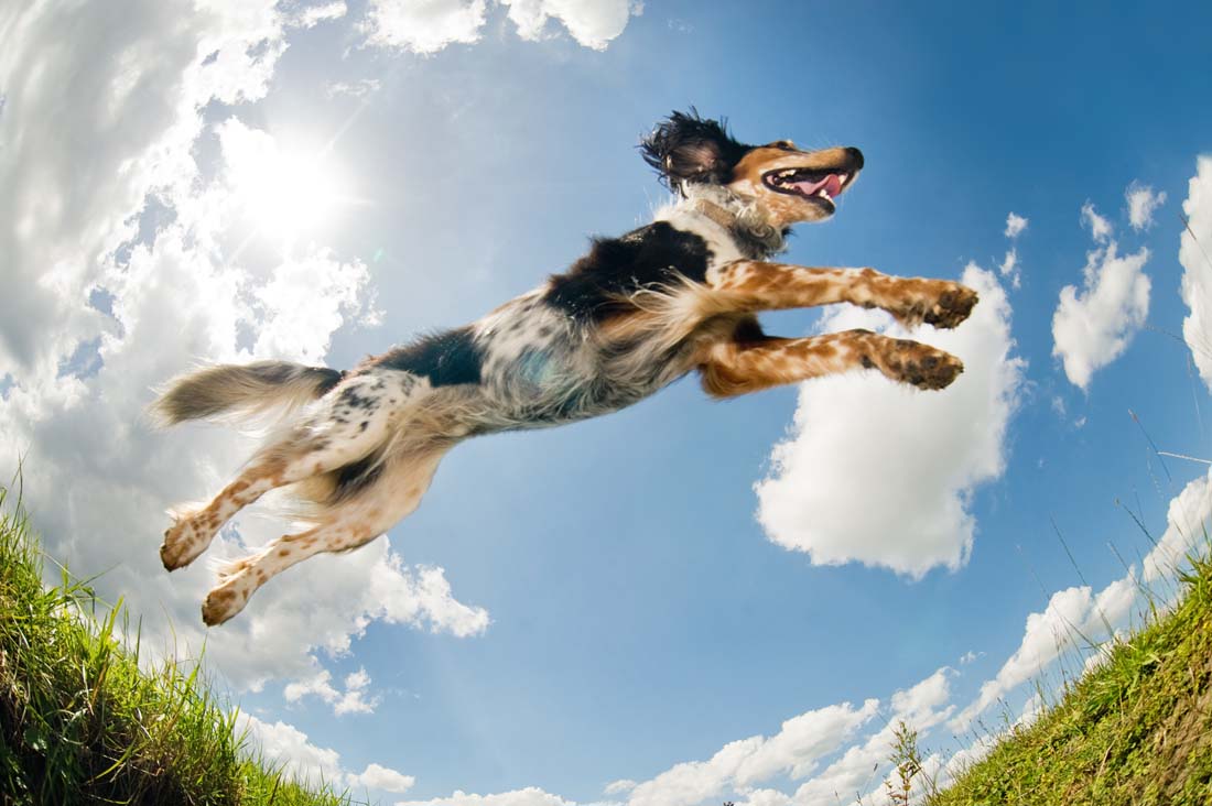 Jumping dog (© Lobke Peers) WestInn Kennels Missouri
