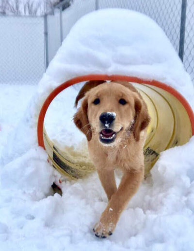 Dog waling through a tunnel outside in the snow
