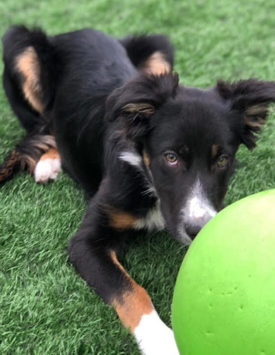 Dog playing with a green ball