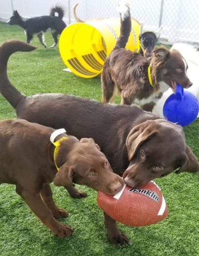 Dogs playing with a football