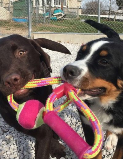 two dogs playing with a rope toy