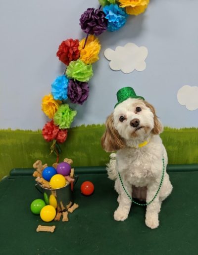Dog posing for picture with st patricks hat