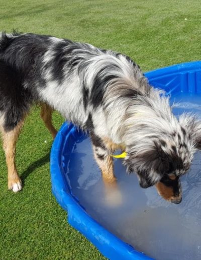 two dogs in a kiddie pool