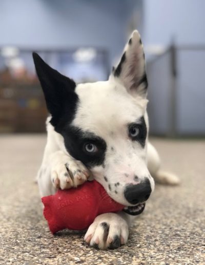 Dog chewing on a toy