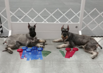 Suzanne-Johnstone-dogs-with-awards