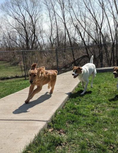 three dogs running outside